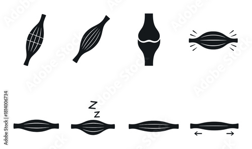 Diagram of muscle contraction and relaxation phases with illustrations