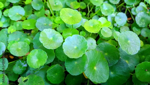 Close-up of Centella asiatica (gotu kola) leaves, ideal for themes of nature, herbal remedies, and organic wellness