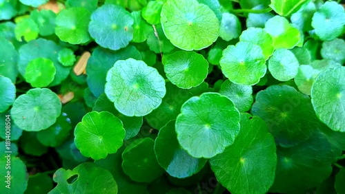 Close-up of Centella asiatica (gotu kola) leaves, ideal for themes of nature, herbal remedies, and organic wellness