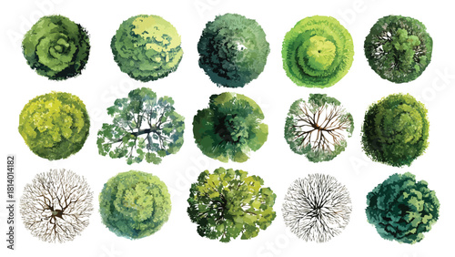 Collection of fifteen diverse green and bare trees viewed from directly above in a top down perspective with varied foliage textures and branch structures