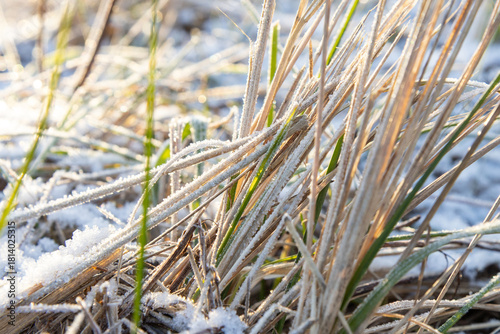 Early winter scene with grass covered in the first frost. Signs of freezing temperatures and seasonal change at the beginning of winter