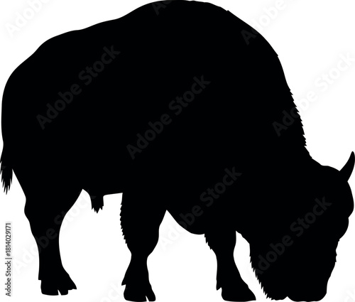 Bison silhouette grazing black white vector
