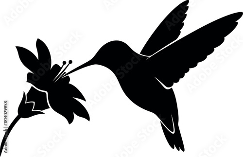 Hummingbird silhouette feeding on flower