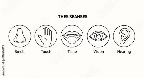 Five Human Senses Illustration: Exploring Smell, Touch, Taste, Vision, and Hearing in a Scientific Diagram Demonstrating Sensory Perception for Educational Purposes and Medical Presentations, a Black
