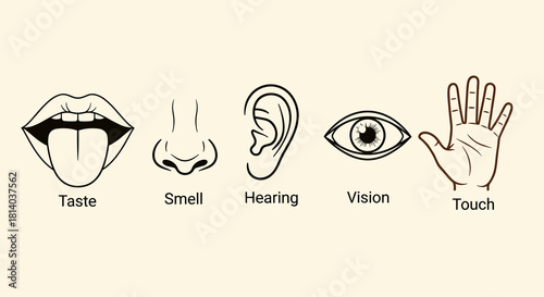 Five Human Senses Illustration: Taste, Smell, Hearing, Vision, Touch - Sensory Perception and Bodily Awareness, Educational Diagram for Science, Medicine and Anatomy, Healthcare, Clinic Marketing, Tea