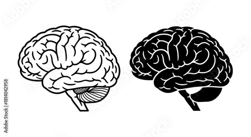 Human Brain Anatomy in Outline and Silhouette, Conceptual Illustration for Neuroscience and Cognitive Function, Isolated on White, Medical Diagram for Education, Healthcare, Psychology, Neurology Stud