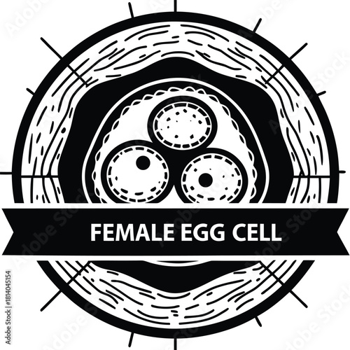 An anatomical vector diagram of a female egg cell (ovum), illustrating reproductive biology.