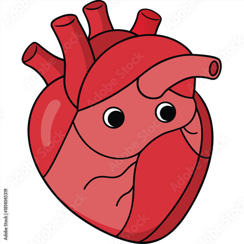 An anatomical vector of the human heart, showing chambers and major blood vessels in a classic diagram style.