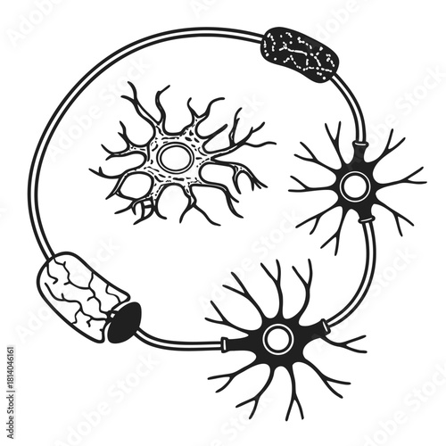 A conceptual vector of a reflex arc, illustrating the nervous system pathway for involuntary action.