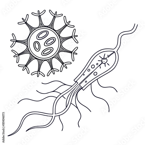 A conceptual vector of a pain receptor (nociceptor), illustrating sensory anatomy and nerve endings.