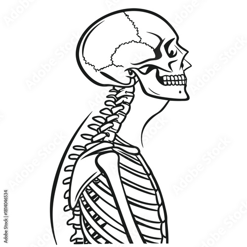 A detailed outline vector of the human spine, showing the vertebral column for anatomical reference.