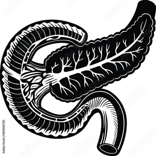 A detailed vector illustration of the pancreas, highlighting its digestive and endocrine functions.