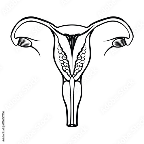 A detailed vector of the ovarian follicle, illustrating reproductive biology and cellular structure.
