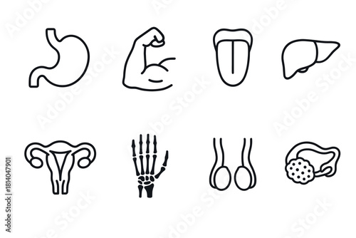 Minimalist line icons of the human body's internal and external parts