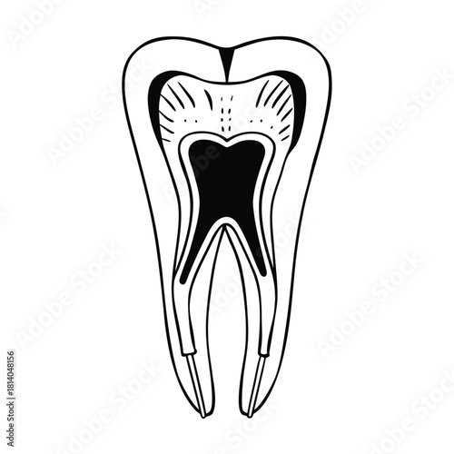 A flat vector illustration of a magnified tooth pulp, showing the internal structure of a tooth.