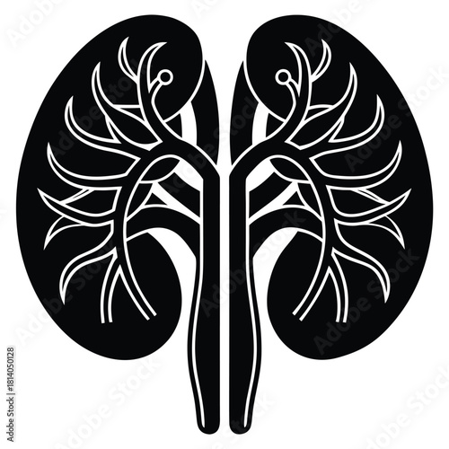 A monochromatic vector of the kidneys and adrenal glands, illustrating the renal and endocrine system organs.
