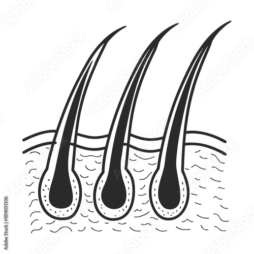 A simple outline vector of human body hair, suitable for general biological or grooming concepts.