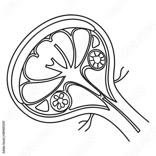 A simple vector diagram of the corpus luteum, illustrating the temporary endocrine structure in the ovary.