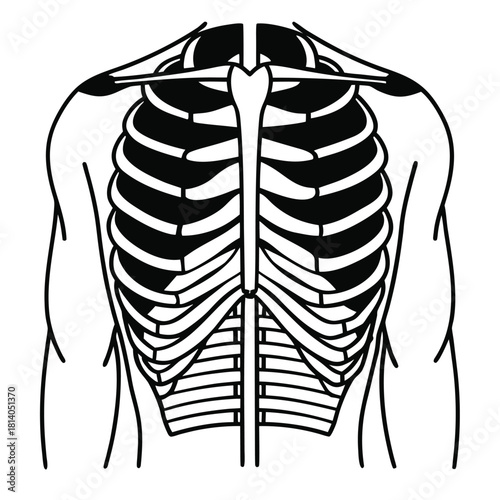 A simple vector diagram of the intercostal muscles, illustrating the muscles between the ribs used for breathing.