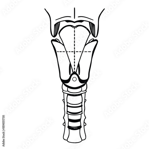A technical vector of the human pharynx, illustrating the throat structure for respiratory and digestive anatomy.