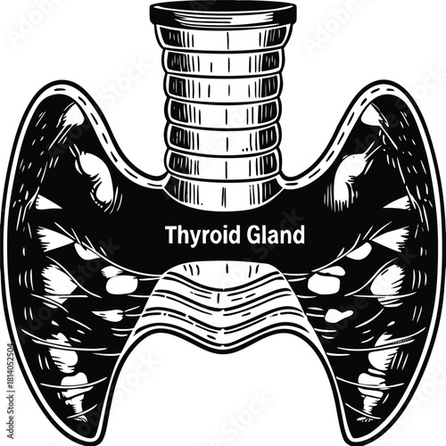 A vector illustration of the thyroid gland, illustrating the major endocrine gland in the neck.