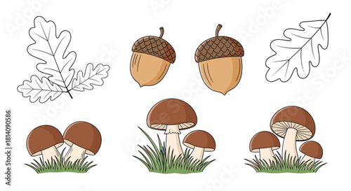 Hand-drawn style vector set of autumn forest elements: oak leaves, acorns, and mushrooms growing in green grass.