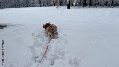 Small Dog Running Through Deep Snow in a Winter Park