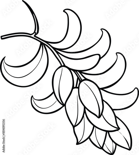 Jade Vine cluster with flowing pendulous flowers