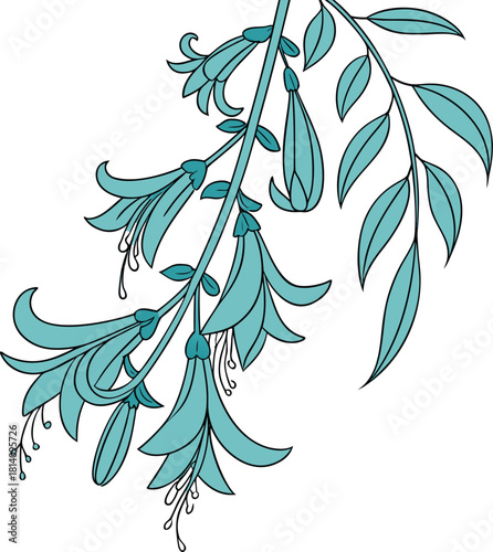 Jade Vine cluster with flowing pendulous flowers