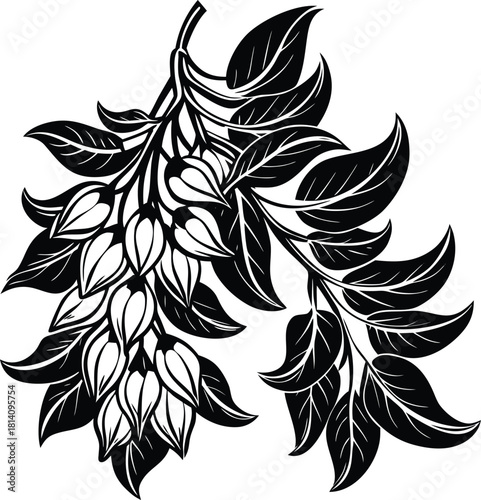 Jade Vine cluster with flowing pendulous flowers