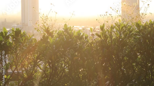 Morning video background on the rooftop of a condo, where the golden light of the morning sun reflects in a blurred bokeh with a garden and beautiful leaves.
