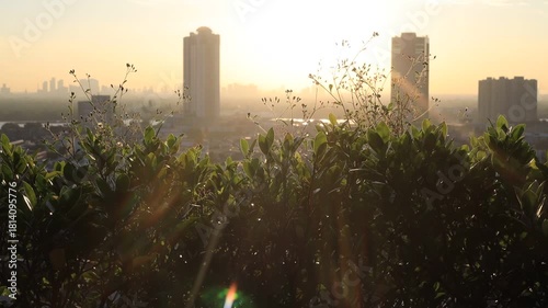 Morning video background on the rooftop of a condo, where the golden light of the morning sun reflects in a blurred bokeh with a garden and beautiful leaves.
