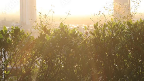 Morning video background on the rooftop of a condo, where the golden light of the morning sun reflects in a blurred bokeh with a garden and beautiful leaves.