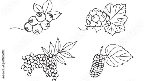 Monochrome Outline Drawing of Various Berries and Natural Leaves