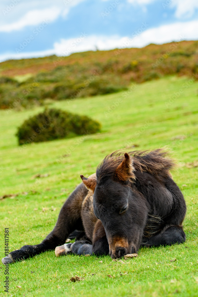 Fototapeta premium Dartmoor pony, foal laying on the national park moorland. A resting wild filly grazing on the Devon heathland