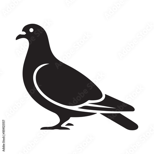 Pigeon Vector 