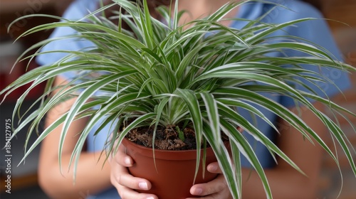 A person is holding a Chlorophytum comosum plant in a brown plastic pot. The person is wearing a blue short sleeved shirt