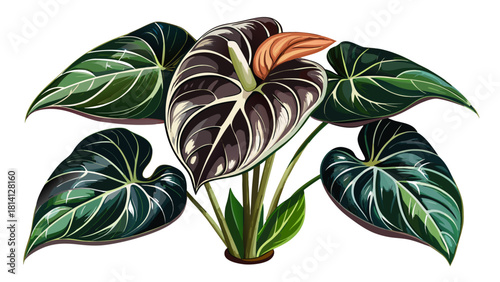 Very beautiful Anthurium clarinervium with dark, heart-shaped leaves featuring striking white veins, showcasing its dramatic tropical foliage as an elegant indoor plant.White background
