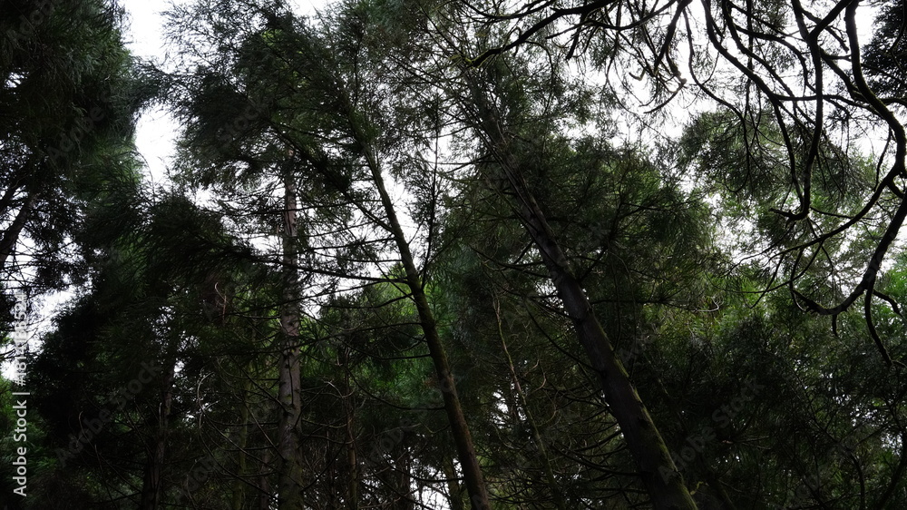 Obraz premium trees in the forest