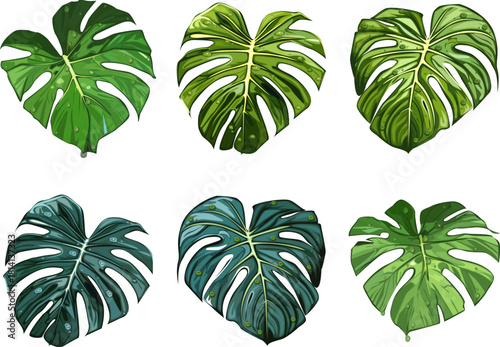 Monstera leaves have a natural appearance, the deep green tone of the leaves appear almost neon against the black.