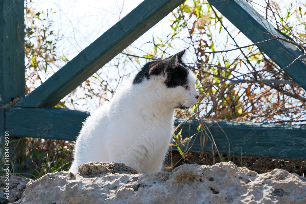 Fototapeta premium Black and white cat sitting on rocks by the sea with wooden fence, Antalya, Turkey
