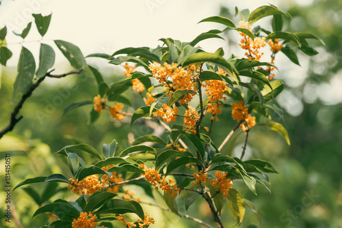 the blooming sweet-scented osmanthus flowers