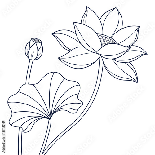 Outline drawing of a blooming lotus flower and a bud isolated on