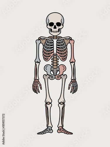 Anatomical Illustration of the Human Skeleton A Detailed Depiction of Bone Structure and Form for Medical Purposes