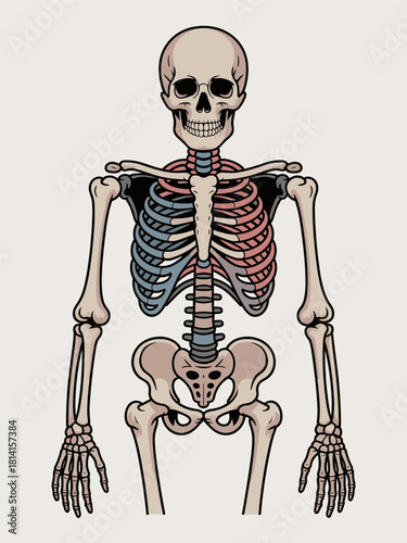Anatomical Illustration of a Human Skeleton with Rib Cage Pelvis Skull and Limbs Depicted Against a Plain Backdrop in Muted Tones
