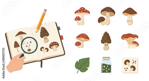 Mushroom study and collection illustration with notebook and specimens.