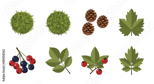 Various plant elements including leaves berries and pine cones in a collection.