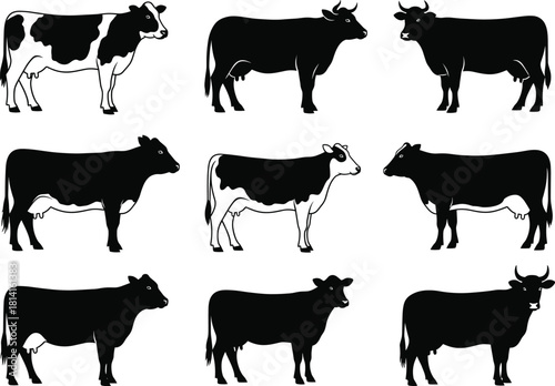 Collection of cow silhouettes and breed variations in grazing and standing poses, featuring black shapes and white patch illustrations