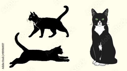 Elegant Black and White Tuxedo Cat Collection Posing Walking and Relaxing