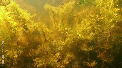 Dense underwater vegetation of coontail aquatic plant Ceratophyllum demersum